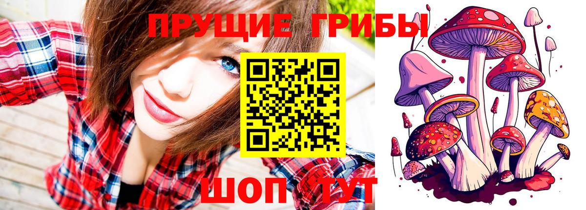 Тара  Галлюциногенные грибы Cubensis  Вход с VPN 